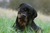 ROTTWEILER 419